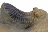 Detailed Hollardops Trilobite Fossil - Multi-Toned Preservation #359499-2